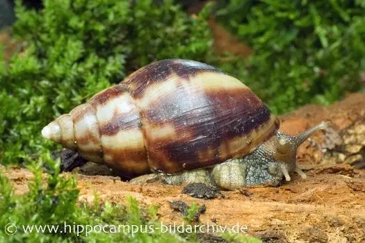 Achatschnecke, Achatina fulica