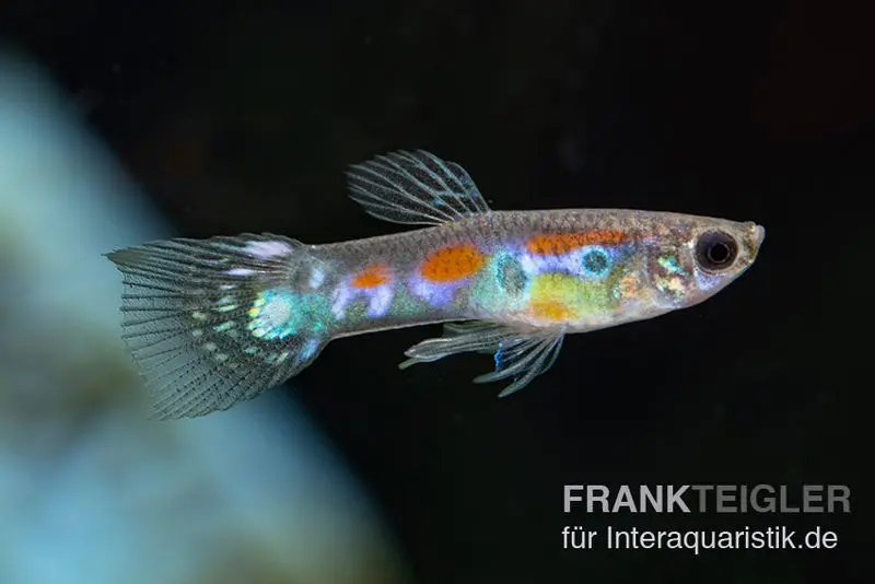 Wildguppy, Poecilia reticulata