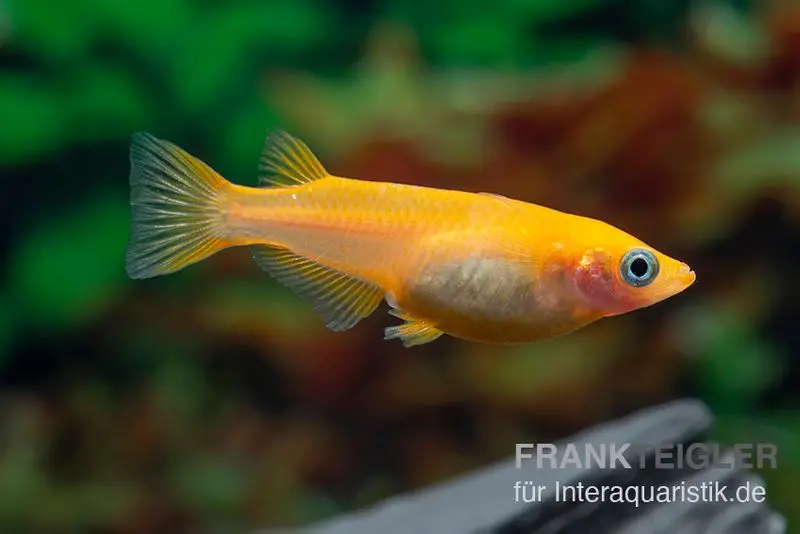 Medaka Orange, Oryzias latipes