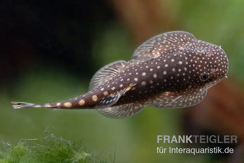 Borneo-Prachtflossensauger, Pseudogastromyzon myersi, 3er Gruppe