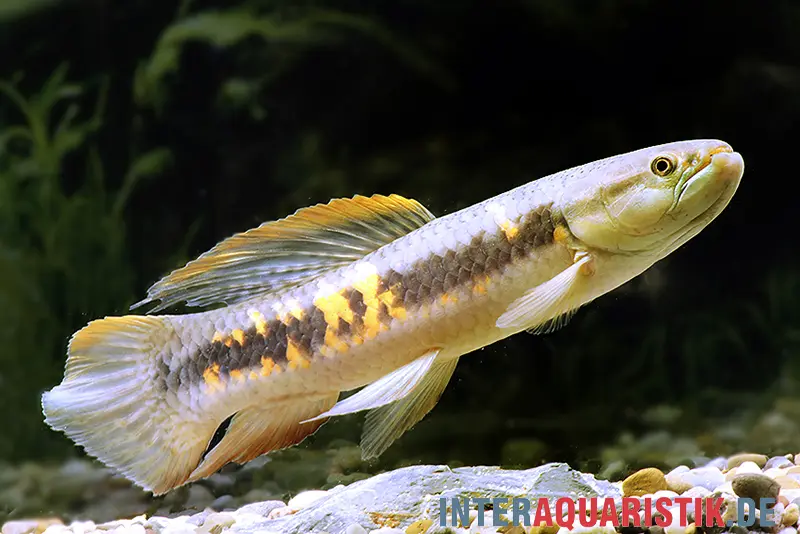 Roter Wolfsalmler sp. Peru, Erythrinus sp. Peru red