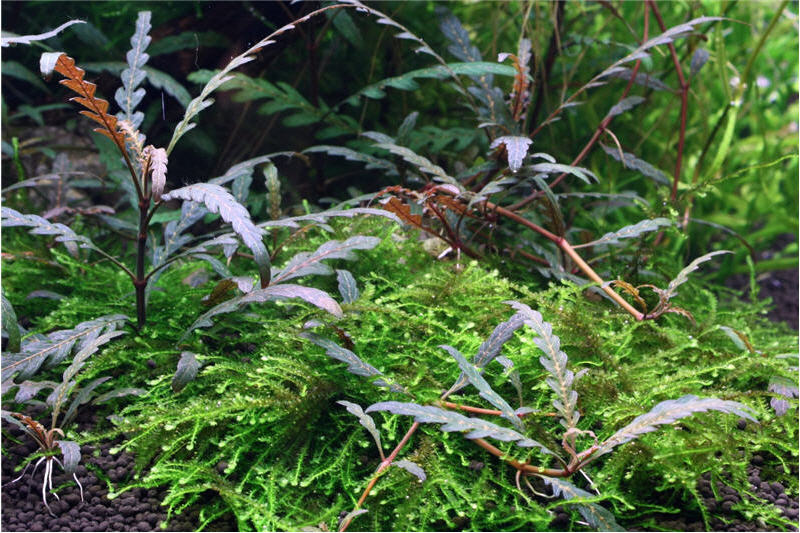 Gefiederter Wasserfreund, Hygrophila pinnatifida, In Vitro