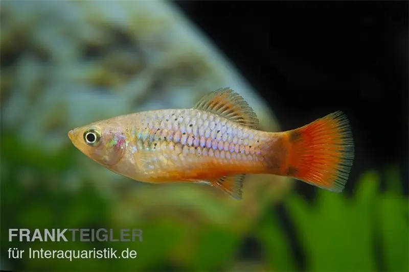 Blauer Papageienplaty, Xiphophorus variatus