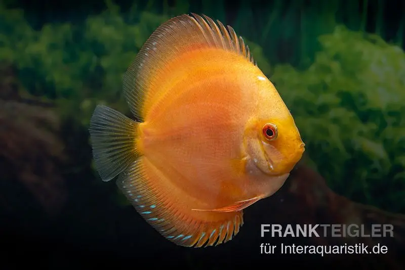 Diskusfisch ASIA-NZ, Symphysodon discus Gold Master (Siam gold)