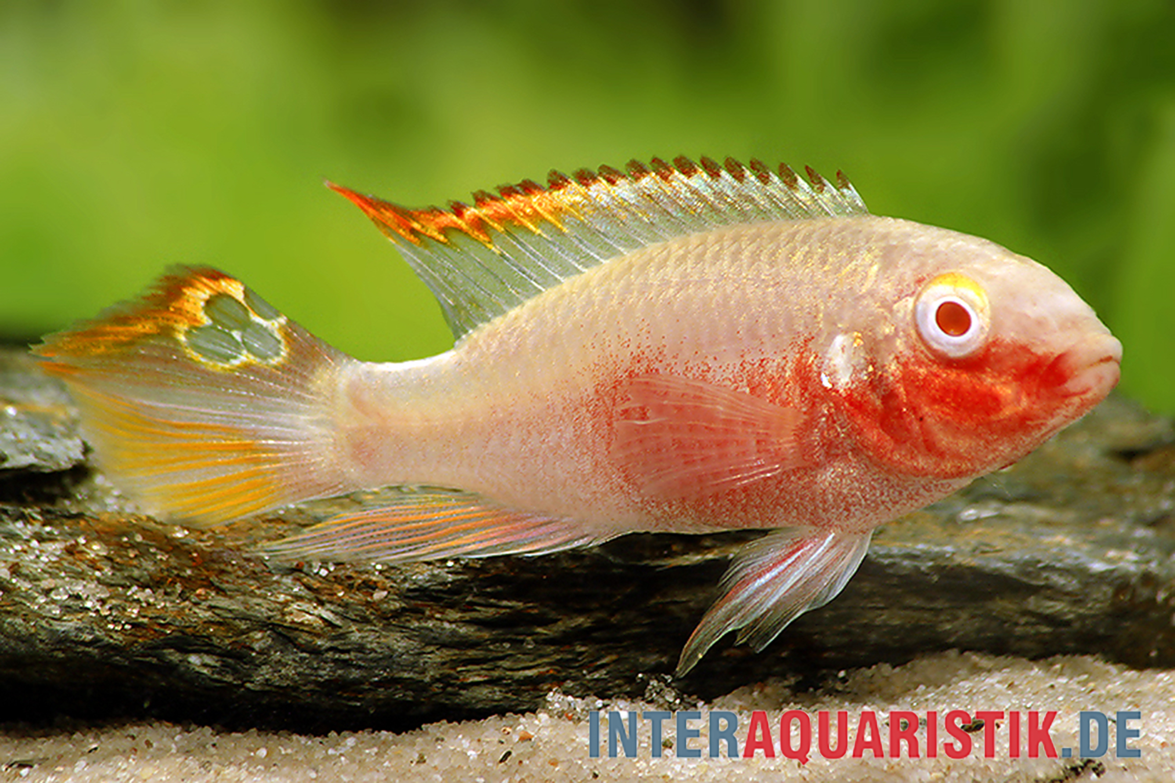 Purpurprachtbarsch Albino, Pelvicachromis pulcher