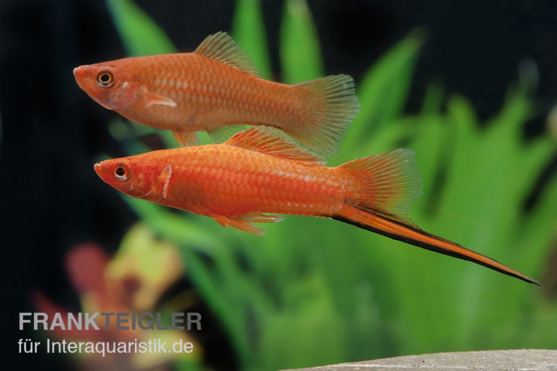 Roter Schwertträger, Xiphophorus helleri, Trio (1 Männchen + 2 Weibchen)