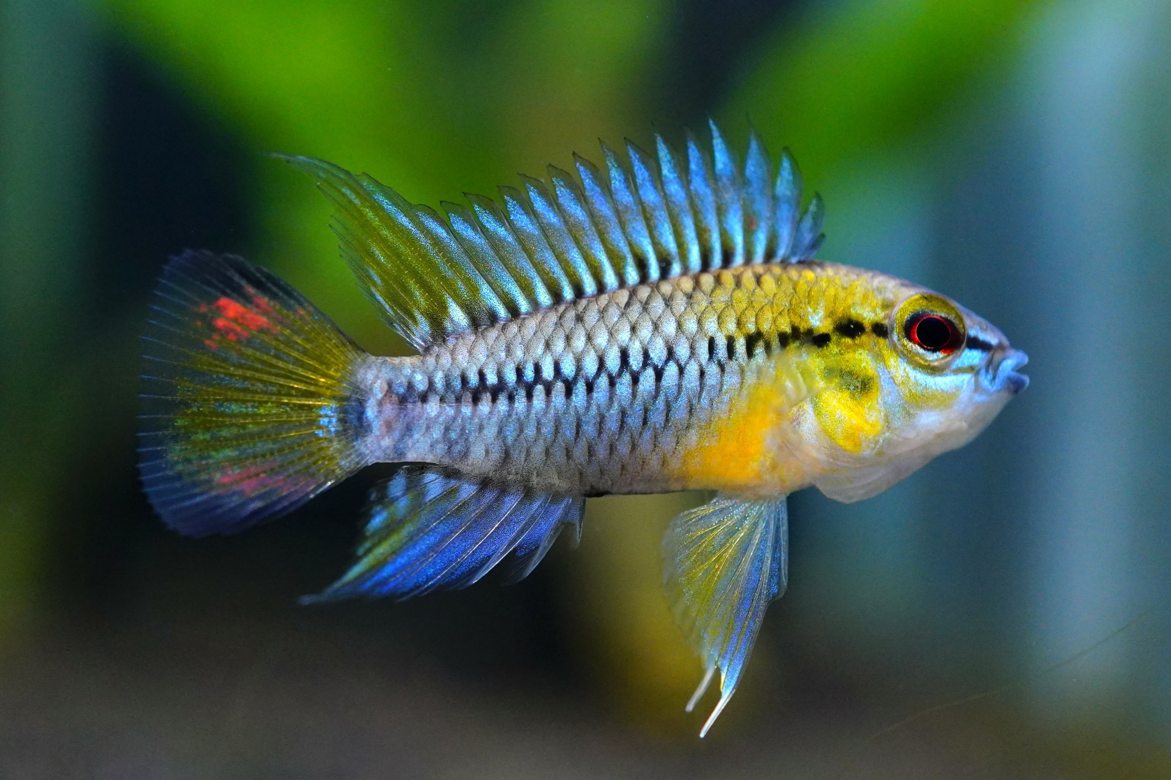 Hoignes-Zwergbuntbarsch, Apistogramma hoignei