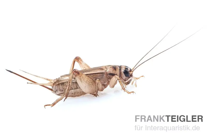 Heimchen, groß, Futterinsekten ca. 500 Stück lose