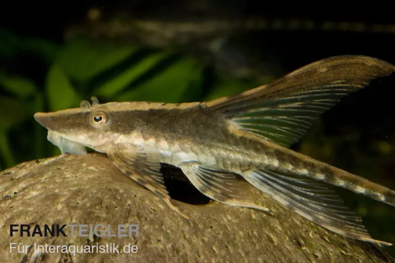 Panama Störwels, Sturisoma panamense