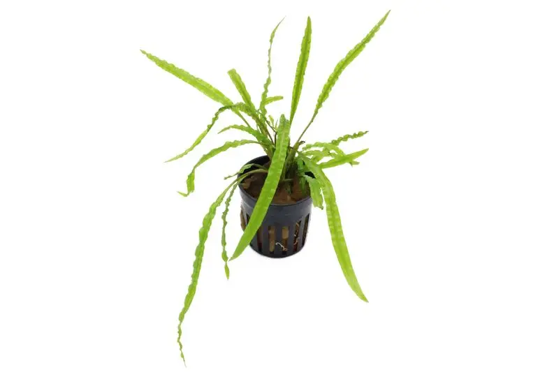 Genoppter Wasserkelch, Cryptocoryne crispatula var. balansae, im Topf