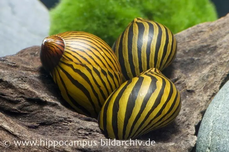 Zebra-Rennschnecke, Neritina natalensis