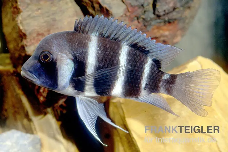 Beulenkopf-Cichlide Blue Mpimbwe, Cyphotilapia frontosa Blue Mpimbwe