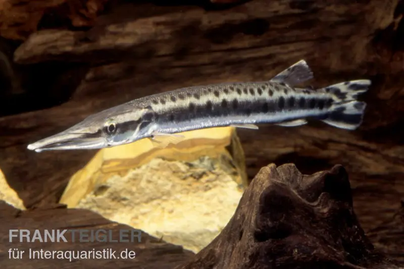 Gefleckter Hechtsalmler, Boulengerella maculata