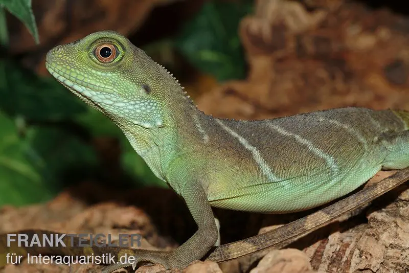 Grüne Wasseragame, Physignathus cocincinus, Zufällig ausgewählt