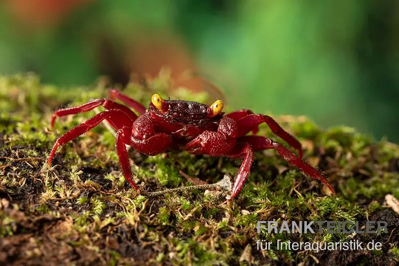 Devil's eye Vampirkrabbe, Geosesarma sp.