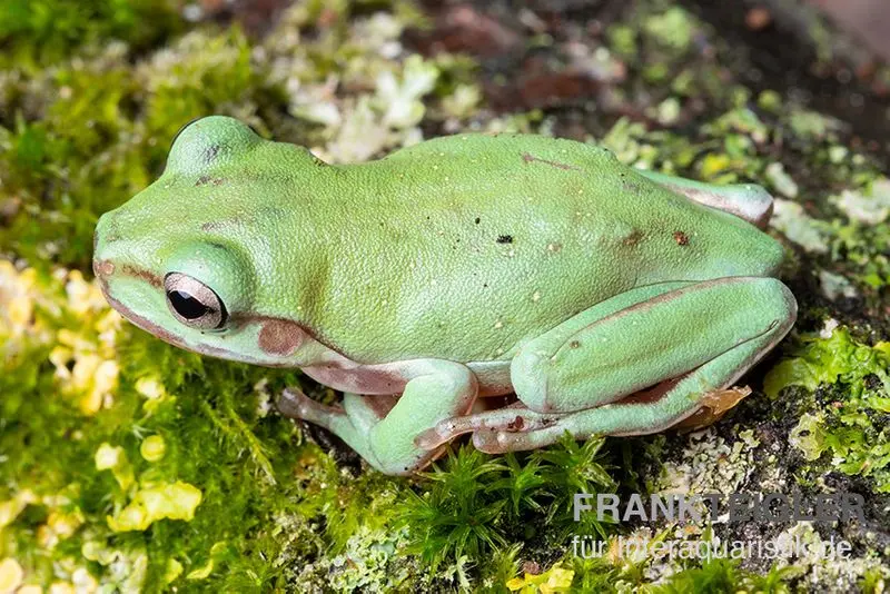 Snowflake Korallenfinger-Laubfrosch, Litoria caerulea Snowflake