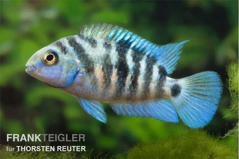 Zebrabuntbarsch "Honduras red point", Cryptoheros nigrofasciatus