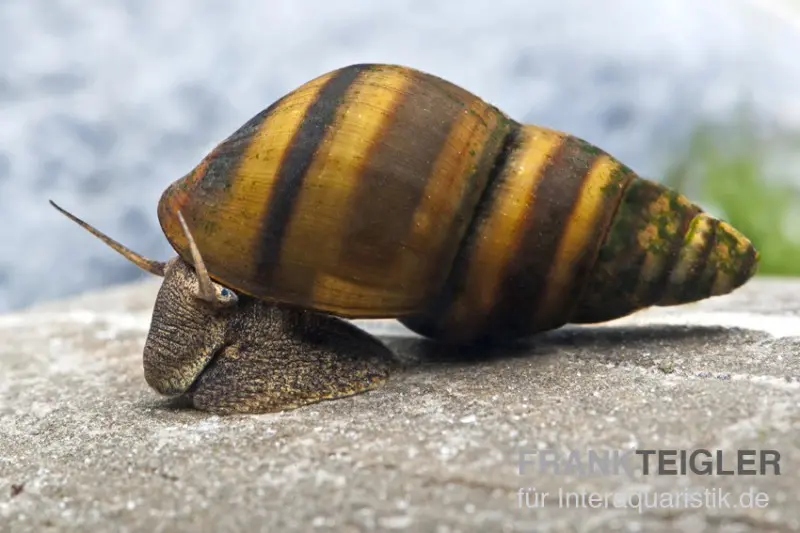 Gestreifte Turmdeckelschnecke, Brotia dautzenbergiana