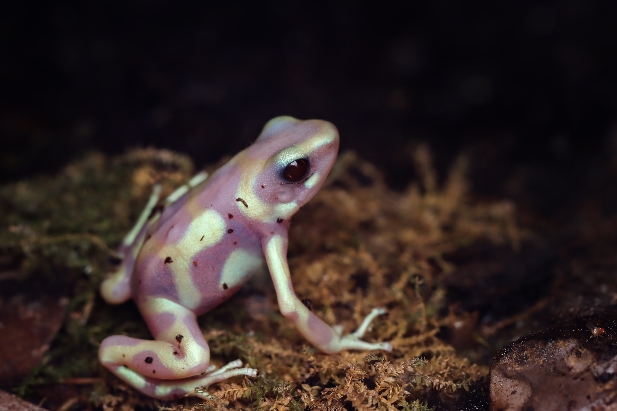 Albino-Grüner Pfeilgiftfrosch, Dendrobates auratus Albino