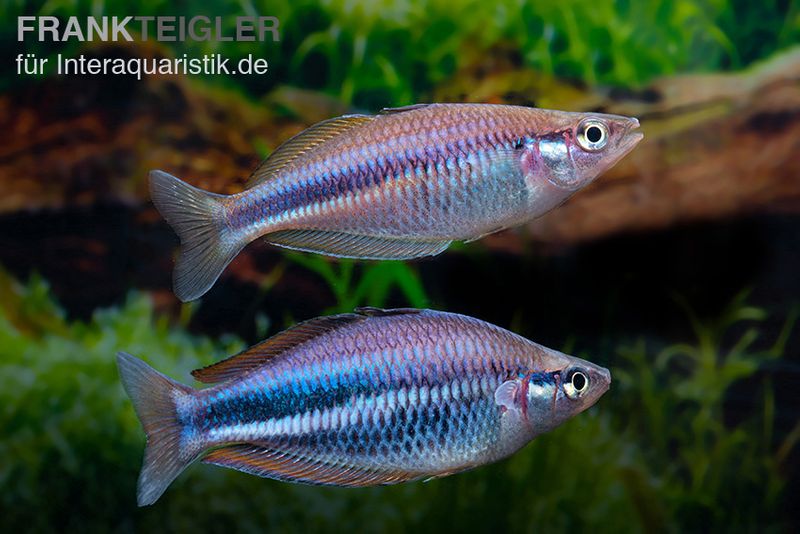 Dansari-River-Regenbogenfisch, Melanotaenia affinis "Dansari River", 5 Tiere