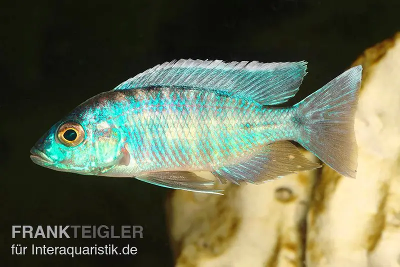 Türkisblauer Aulonocara, Aulonocara spec. Turquoise, DNZ