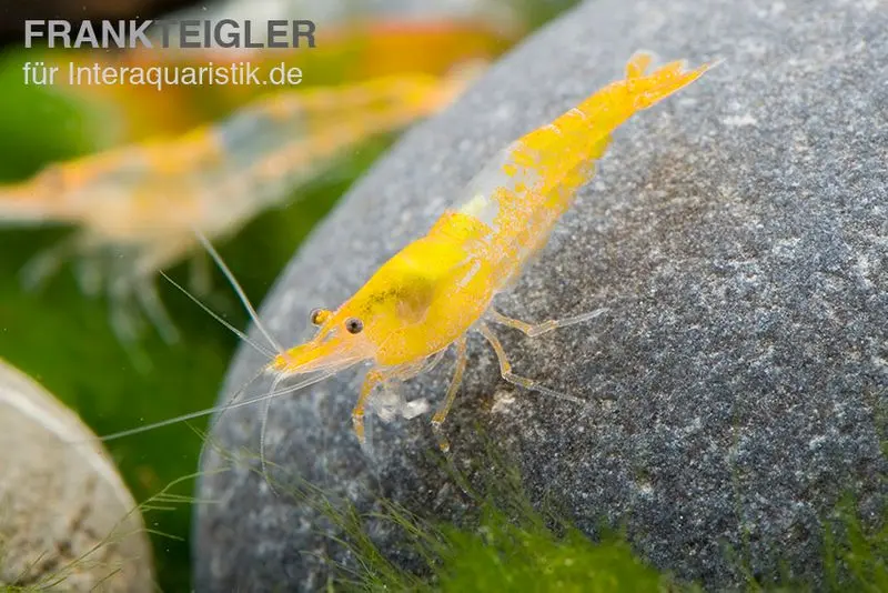 Yellow Rili Shrimp, Neocaridina davidi