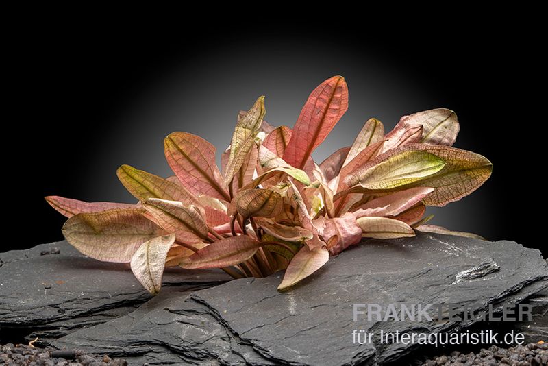 Flamingo-Wasserkelch, Cryptocoryne sp. "Flamingo", lose Pflanze