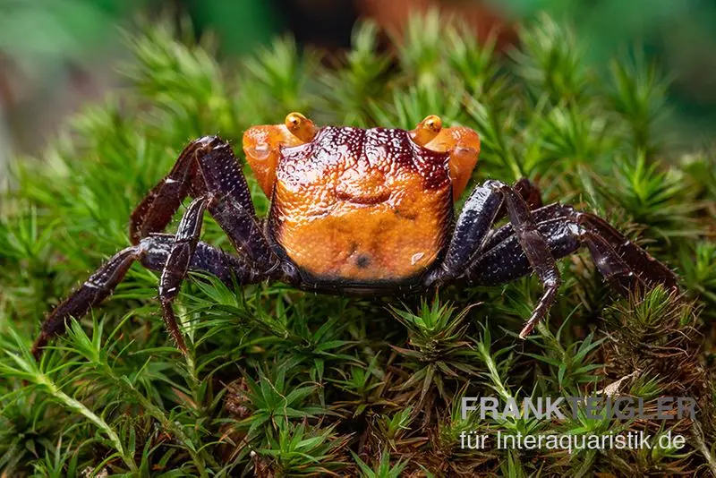 Rusty-Vampirkrabbe, Geosesarma sp. 'Iron Fist'