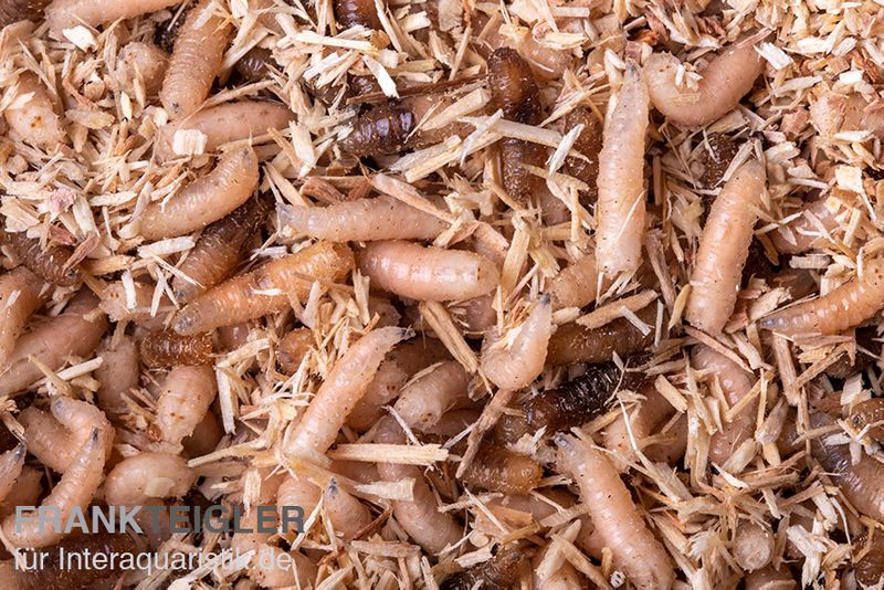 Pinky Maden / Goldfliegen Maden, Lucillia caesar, 30 g