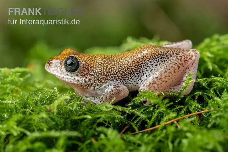 Getupfter Riedfrosch, Hyperolius guttulatus