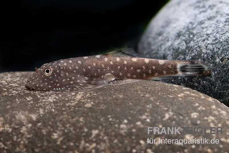 Kleiner Borneo Flossensauger, Pseudogastromyzon ctenocephalus, 3er Gruppe