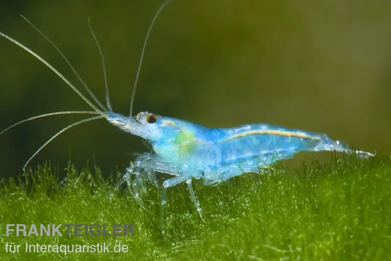 Blue Jelly Garnele, Neocaridina davidi "Blue Jelly"