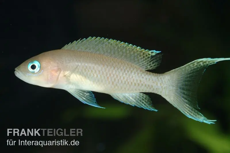 Gracilis-Buntbarsch, Neolamprologus gracilis