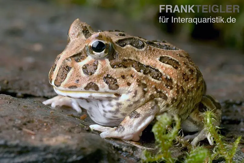 Schoko-Pacman-Frog, Ceratophrys cranwelli chocolate