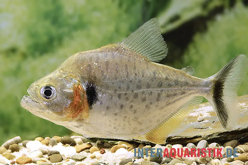 Vertikalstreifen-Piranha, Serrasalmus humeralis