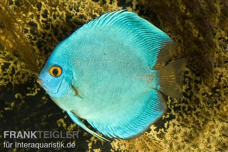 Diskusfisch ASIA-NZ, Symphysodon discus Cobalt Blue