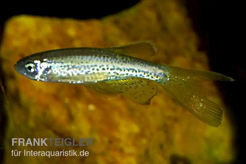 Schleier-Leopardbärbling, Danio rerio var. frankei