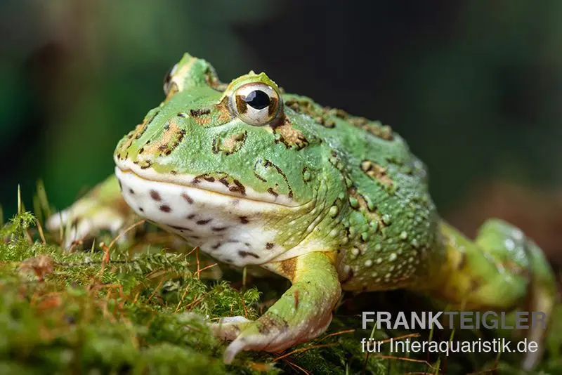 Samurai blue Pacman-Frog, Ceratophrys cranwelli "Samurai blue"