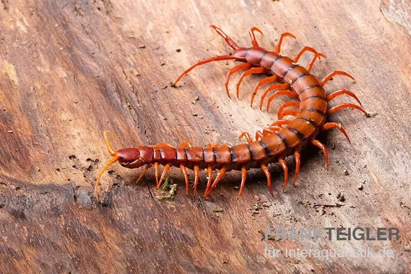 Hundertfüßer, Scolopendra subspinipes "Malay Red Cherry"