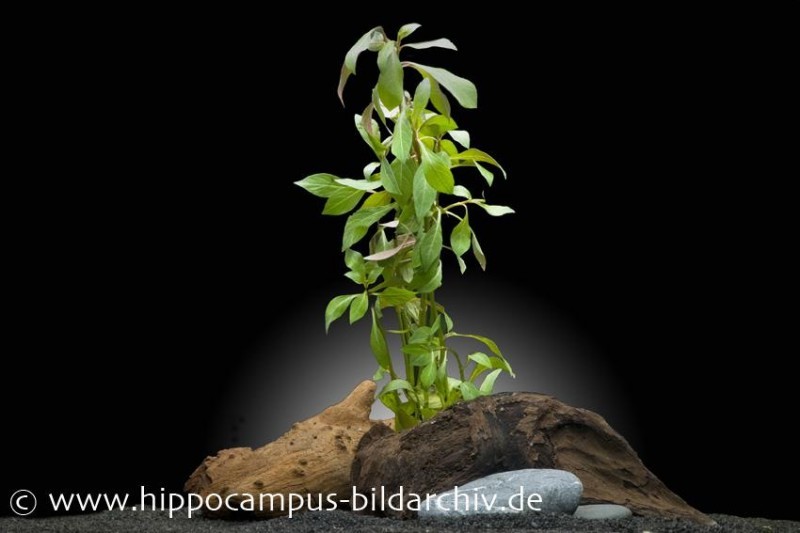 Rubinrote Ludwigie, Ludwigia repens "Rubin", im Topf