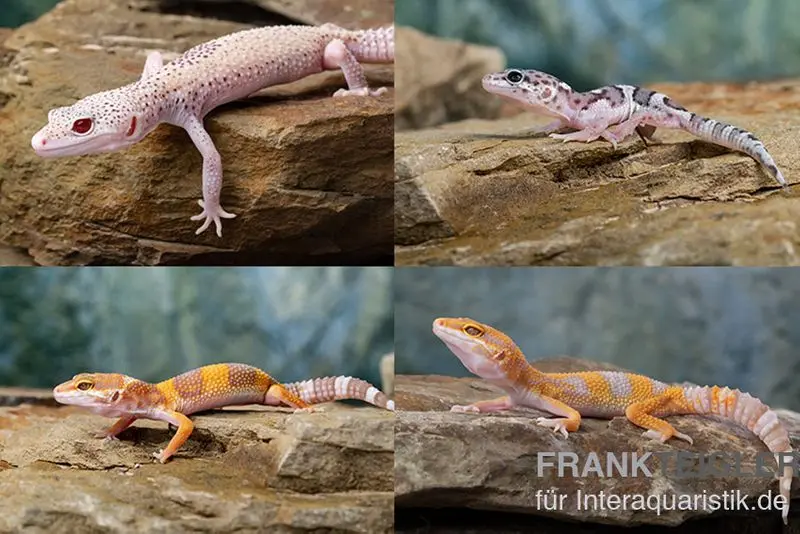 Leopardgecko Farbmix, Eublepharis macularius