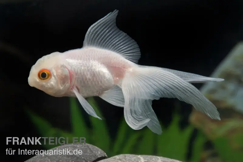 Oranda weiss, Carassius auratus (Kaltwasser)