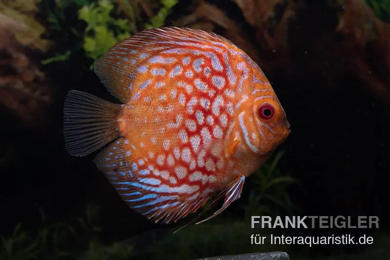 Diskusfisch ASIA-NZ, Symphysodon discus Red royal pigeon (Classic striped pigeon)