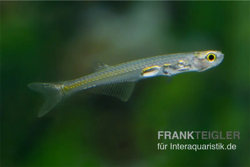 Feenbärbling, Danionella priapus (Minifisch)