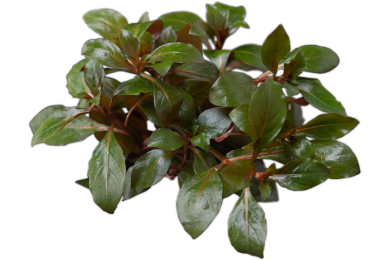 Kriechende Ludwigie, Ludwigia repens, Topf