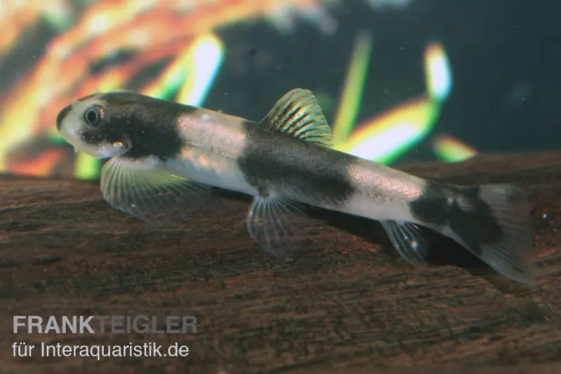 Pandaschmerle, Protomyzon pachychilus (Yaoshania pachychilus), NZ