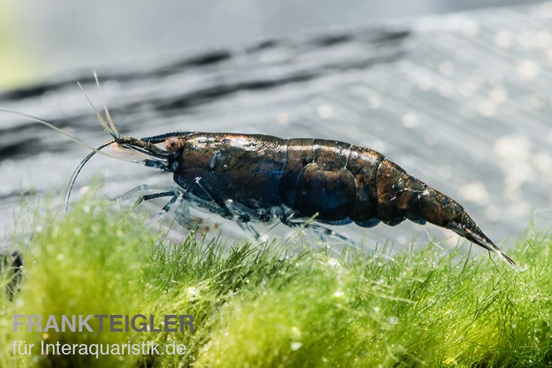 Black Sakura Garnele, Neocaridina davidi