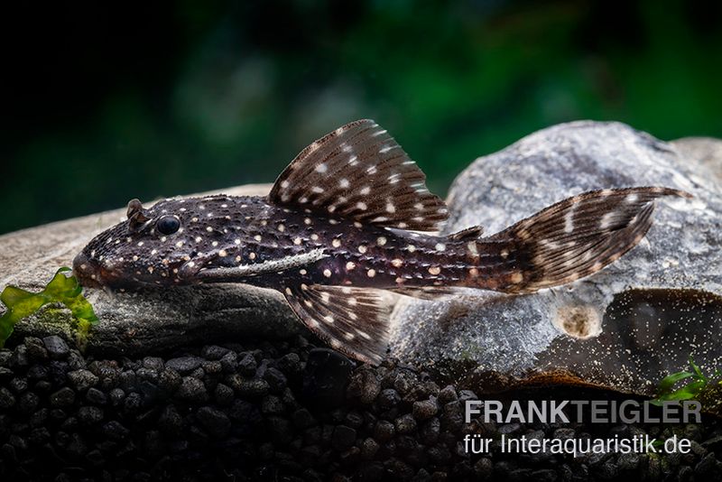 Mustang Cactus Pleco, L452 Pseudacanthicus sp.