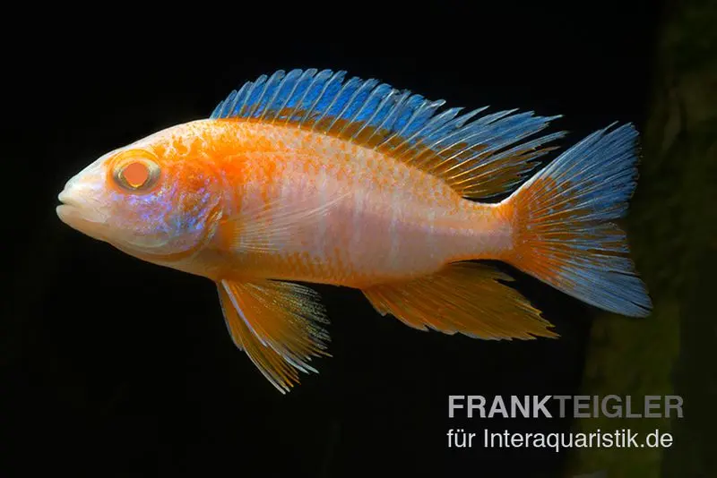 Kaiserbuntbarsch albino eureka, Aulonocara eureka albino