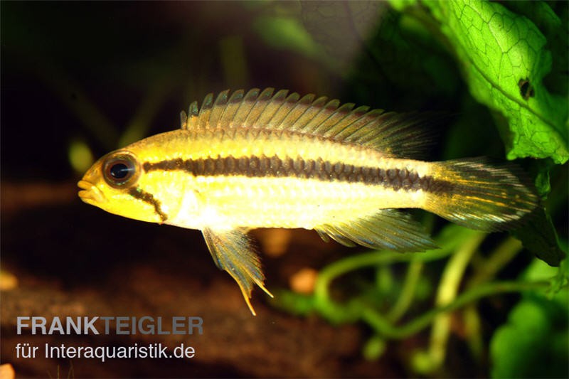 Agassiz-Zwergbuntbarsch, Apistogramma agassizii TEFE (paarweise)